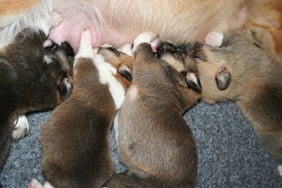 Puppies